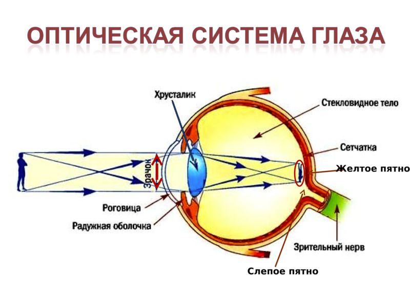 Почему глаз переворачивает изображение